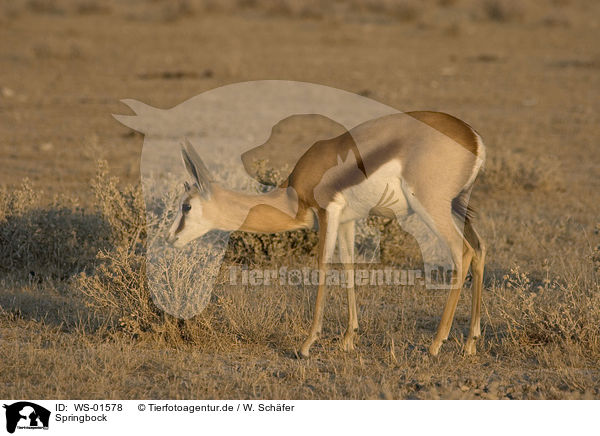 Springbock / Springbok / WS-01578