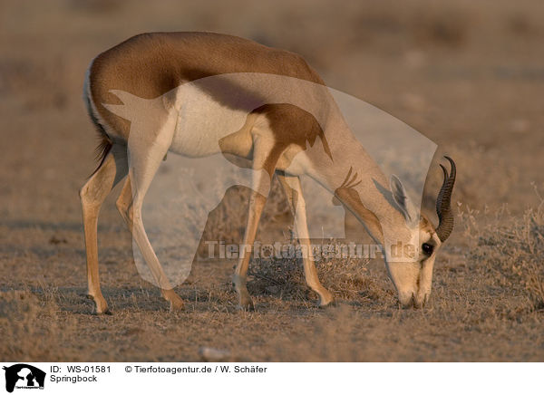 Springbock / Springbok / WS-01581