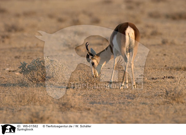 Springbock / Springbok / WS-01582