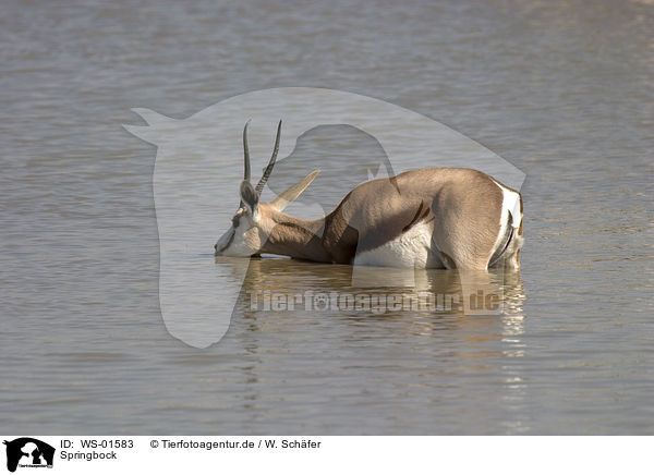 Springbock / Springbok / WS-01583