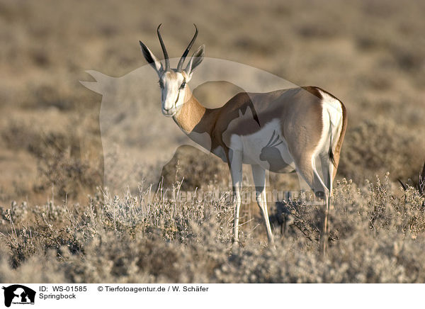 Springbock / Springbok / WS-01585