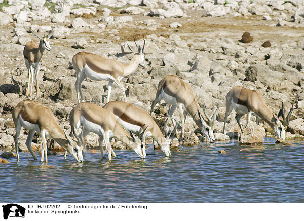 trinkende Springb�cke / drinking Springboks / HJ-02202