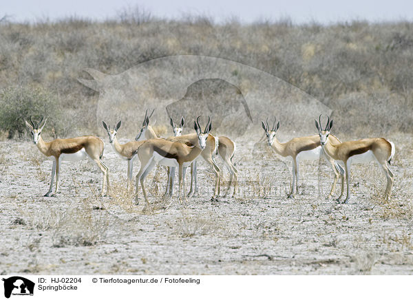 Springb�cke / Springboks / HJ-02204
