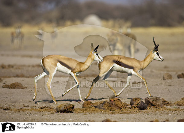 Springb�cke / springboks / HJ-02841