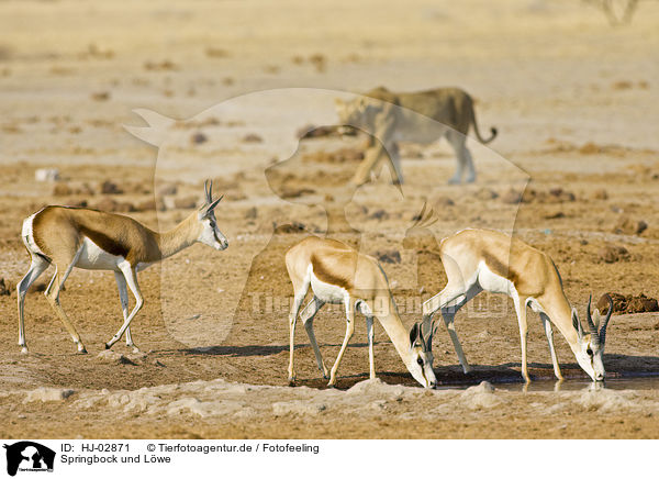 Springbock und L�we / springboks and lion / HJ-02871