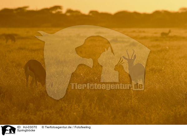 Springb�cke / springboks / HJ-03070