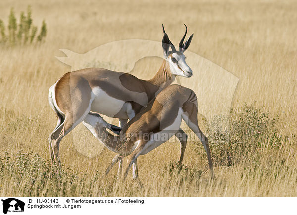 Springbock mit Jungem / springbok with baby / HJ-03143