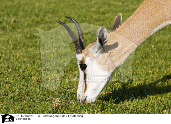 Springbock / springbok / HJ-03164