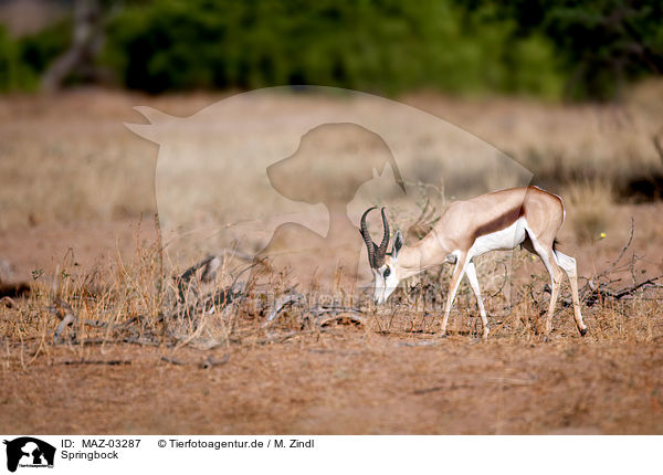 Springbock / springbok / MAZ-03287