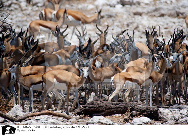 Springb�cke / springboks / MAZ-03288