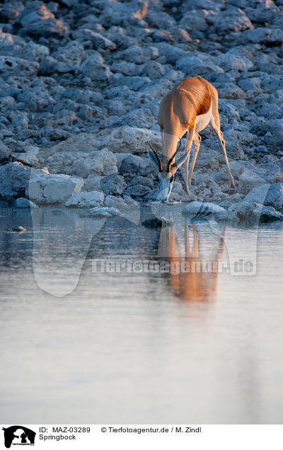 Springbock / springbok / MAZ-03289