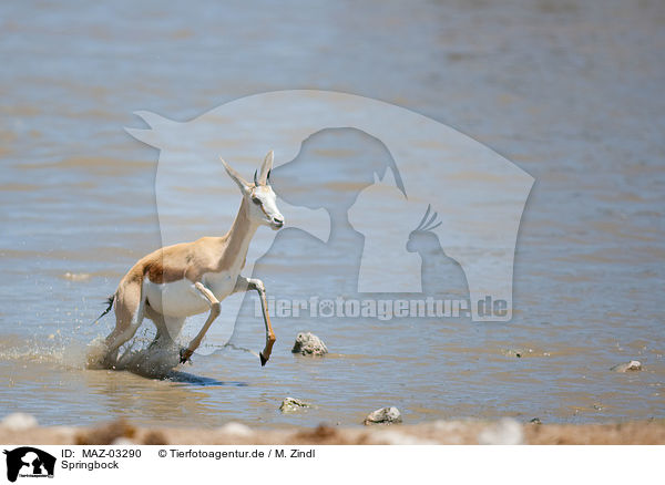 Springbock / springbok / MAZ-03290