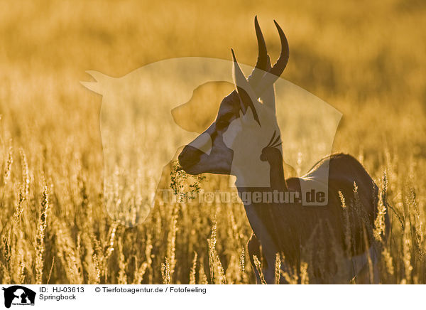 Springbock / springbok / HJ-03613