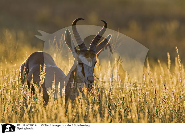 Springbock / springbok / HJ-03614