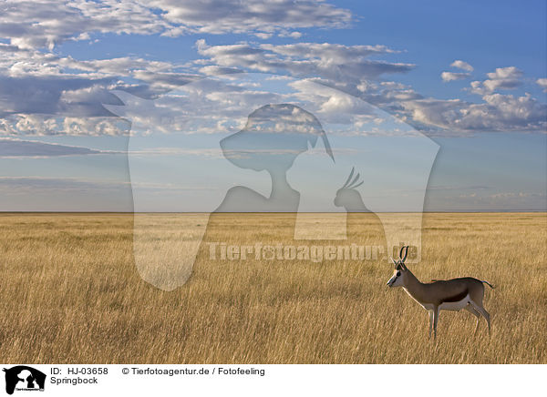 Springbock / springbok / HJ-03658