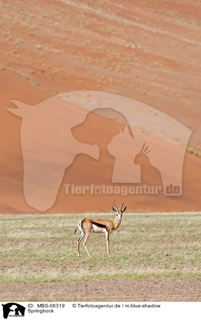 Springbock / springbok / MBS-06319