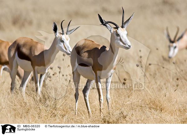 Springb�cke / springboks / MBS-06320