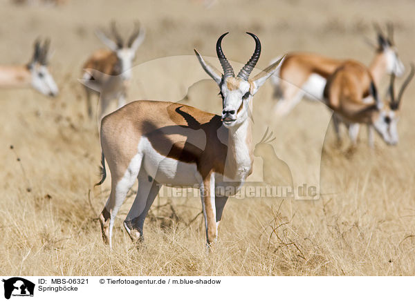 Springb�cke / springboks / MBS-06321
