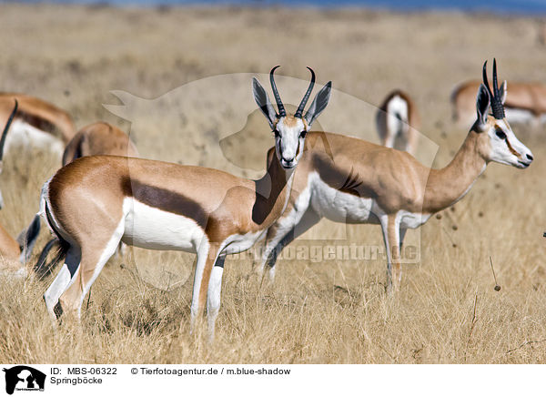 Springb�cke / springboks / MBS-06322