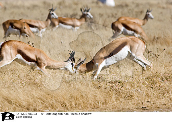 Springb�cke / springboks / MBS-06323