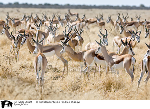 Springb�cke / springboks / MBS-06324
