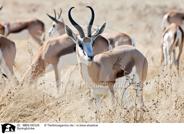 Springb�cke / springboks / MBS-06326