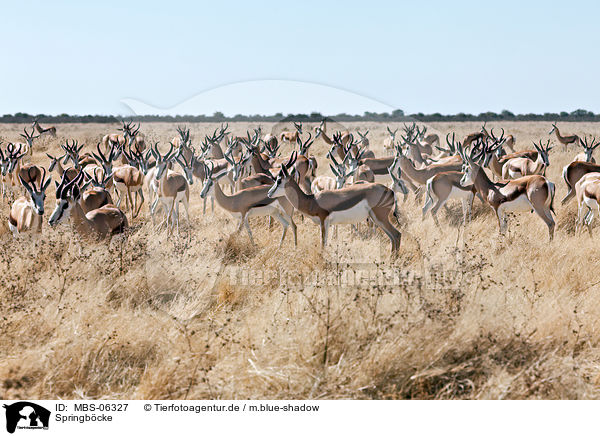 Springb�cke / springboks / MBS-06327