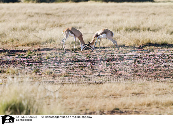 Springb�cke / springboks / MBS-06328