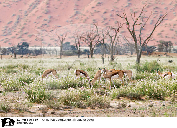 Springb�cke / springboks / MBS-06329