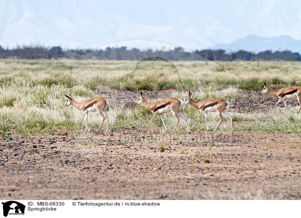 Springb�cke / springboks / MBS-06330