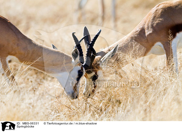 Springb�cke / springboks / MBS-06331