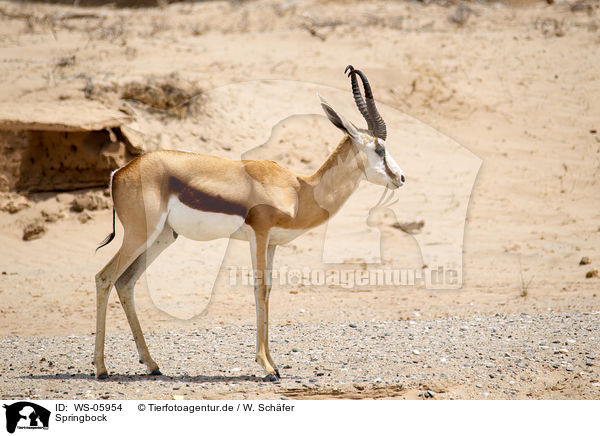 Springbock / springbok / WS-05954