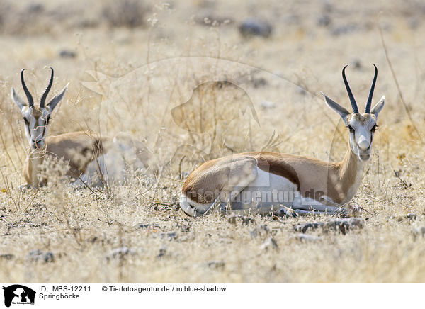 Springb�cke / springboks / MBS-12211