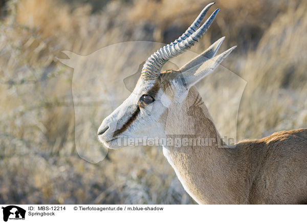 Springbock / springbok / MBS-12214