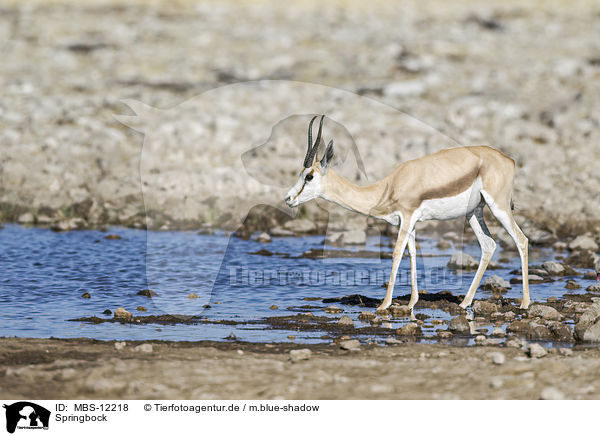 Springbock / springbok / MBS-12218