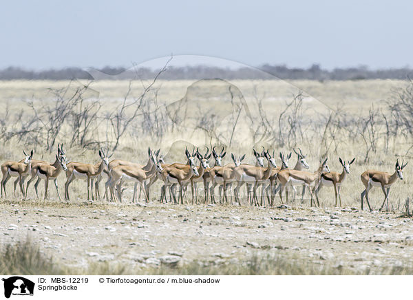 Springb�cke / springboks / MBS-12219