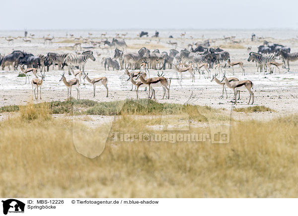 Springb�cke / springboks / MBS-12226