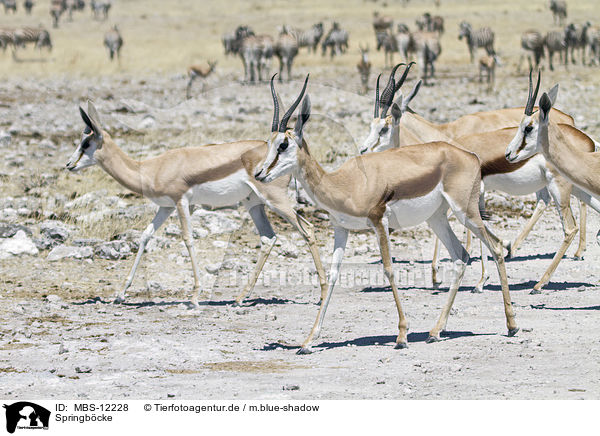 Springb�cke / springboks / MBS-12228