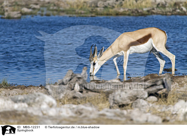 Springbock / springbok / MBS-12231
