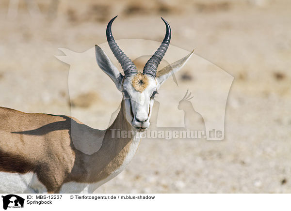 Springbock / springbok / MBS-12237