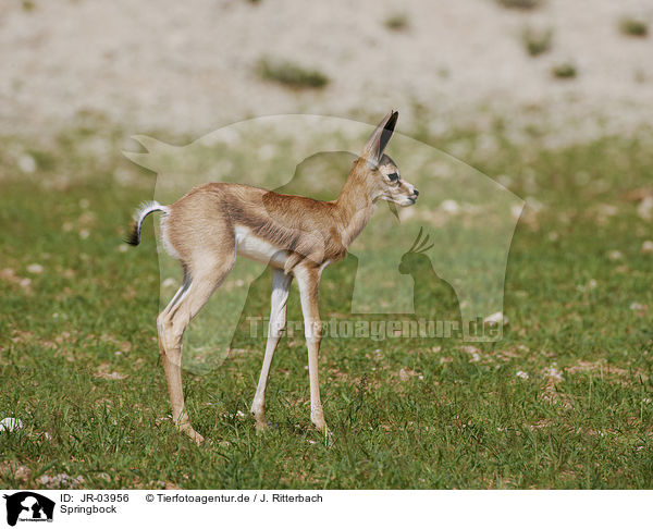 Springbock / springbok / JR-03956