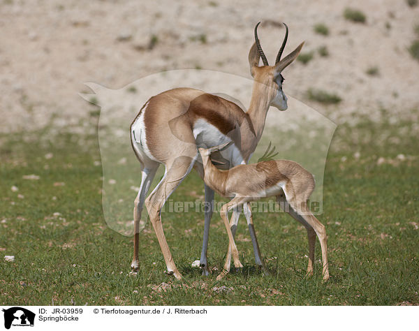 Springb�cke / springboks / JR-03959