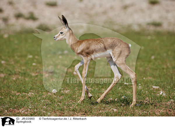 Springbock / springbok / JR-03960
