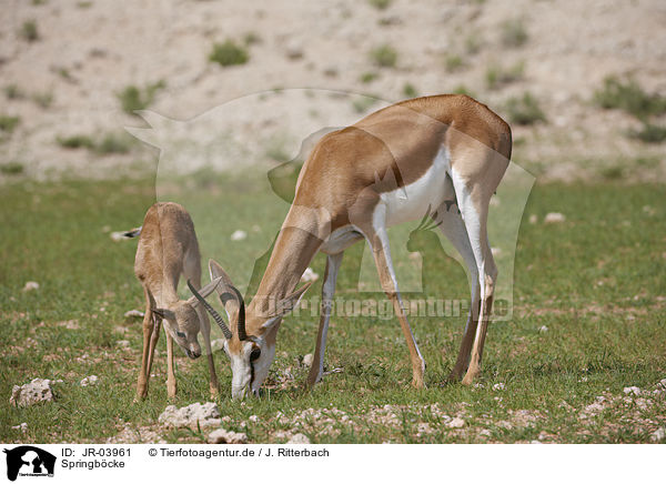 Springb�cke / springboks / JR-03961