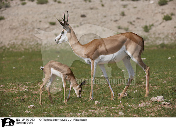 Springb�cke / springboks / JR-03963