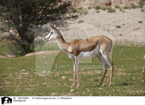Springbock / springbok / JR-03964