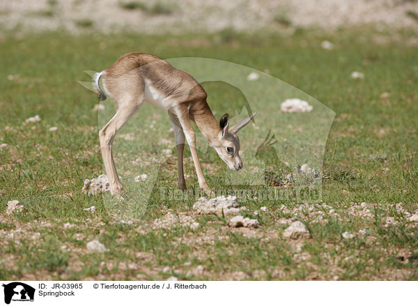 Springbock / springbok / JR-03965