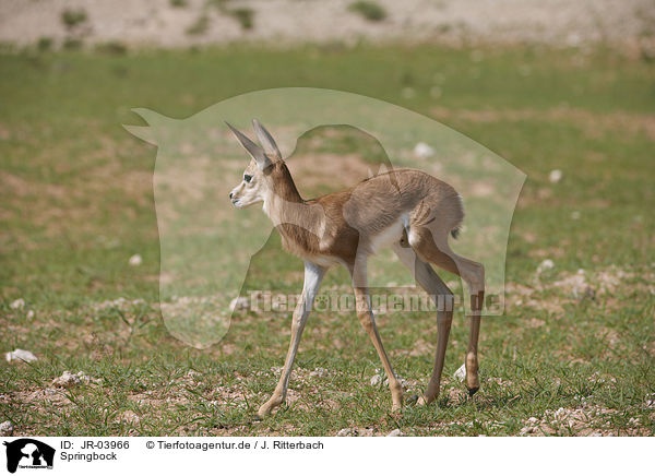 Springbock / springbok / JR-03966