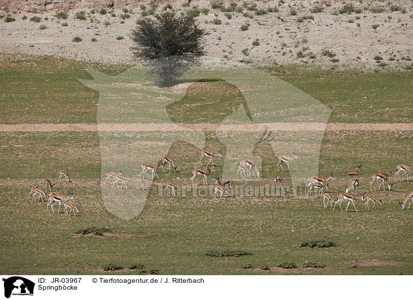 Springb�cke / springboks / JR-03967