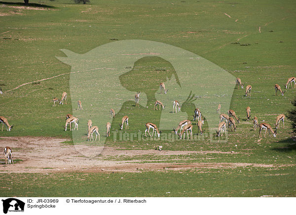 Springb�cke / springboks / JR-03969
